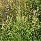 Reseda lutea subsp. lutea