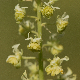 Reseda lutea subsp. lutea