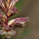 Orobanche minor
