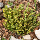 Sedum laconicum subsp. laconicum