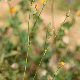 Crepis neglecta subsp. corymbosa