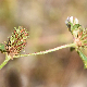 Trifolium dalmaticum