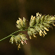 Dactylis glomerata subsp. hispanica