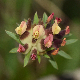 Anthyllis vulneraria subsp. rubriflora