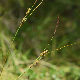 Carex flacca subsp. erythrostachys