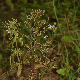 Veronica anagalloides subsp. anagalloides