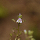 Veronica anagalloides subsp. anagalloides