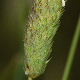 Phalaris coerulescens
