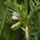 Vicia lutea subsp. lutea