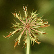 Trifolium michelianum