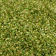 Trifolium michelianum