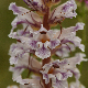 Orobanche crenata