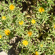 Pallenis spinosa subsp. spinosa