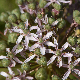 Allium nigrum