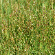 Juncus gerardii subsp. gerardii