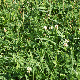 Trifolium repens subsp. repens