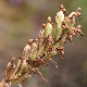 Himantoglossum robertianum