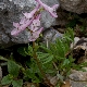 Corydalis solida subsp. tenuis