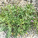 Echinops spinosissimus subsp. neumayeri