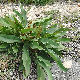 Limonium brevipetiolatum