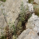 Cosentinia vellea subsp. vellea