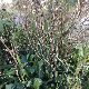 Asyneuma limonifolium subsp. limonifolium