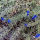 Alkanna tinctoria subsp. tinctoria