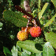 Arbutus unedo