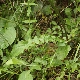 Crepis fraasii subsp. fraasii