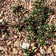 Amaranthus graecizans
