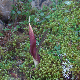 Biarum tenuifolium subsp. abbreviatum