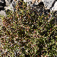 Cuscuta epithymum subsp. kotschyi