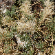 Astragalus sempervirens subsp. cephalonicus