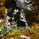 Scutellaria rupestris subsp. cephalonica