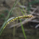 Carex agastachys