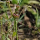 Crepis zacintha