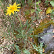 Scorzonera mollis subsp. mollis
