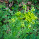 Ferulago sylvatica subsp. sylvatica