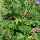 Salvia virgata