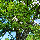 Quercus trojana subsp. trojana