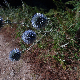 Echinops siculus