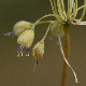 Allium flavum subsp. tauricum