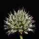 Allium sphaerocephalon subsp. arvense