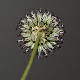 Allium sphaerocephalon subsp. arvense