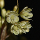 Allium dentiferum