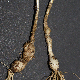 Allium sphaerocephalon subsp. arvense