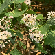 Cynanchum acutum subsp. acutum