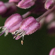 Allium commutatum