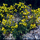 Aurinia saxatilis subsp. orientalis