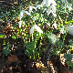 Galanthus reginae-olgae subsp. reginae-olgae